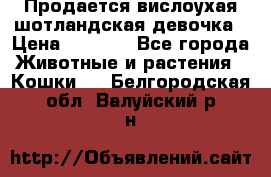 Продается вислоухая шотландская девочка › Цена ­ 8 500 - Все города Животные и растения » Кошки   . Белгородская обл.,Валуйский р-н